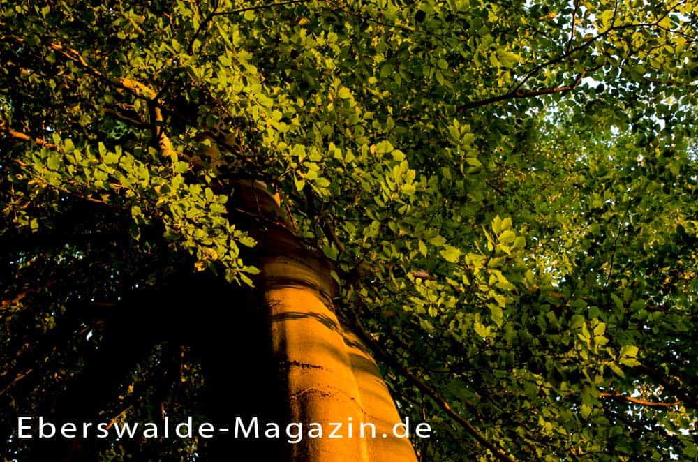 Wälder rund um Eberswalde