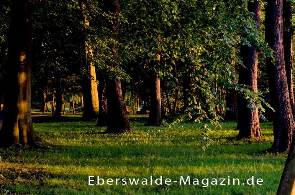 Wälder rund um Eberswalde